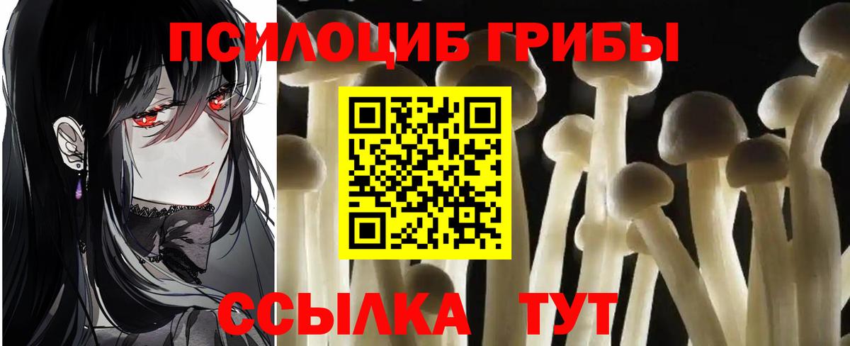 цены наркотик  Алексин  Псилоцибиновые грибы Psilocybine cubensis  Галлюциногенные грибы ЛСД 